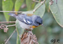 Parula americana